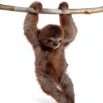 National Geographic Kids Animal Reader Ages 2-5 28‑Page Preschool Book-0