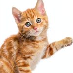 National Geographic Kids Illustrated E-Book for Preschoolers-0
